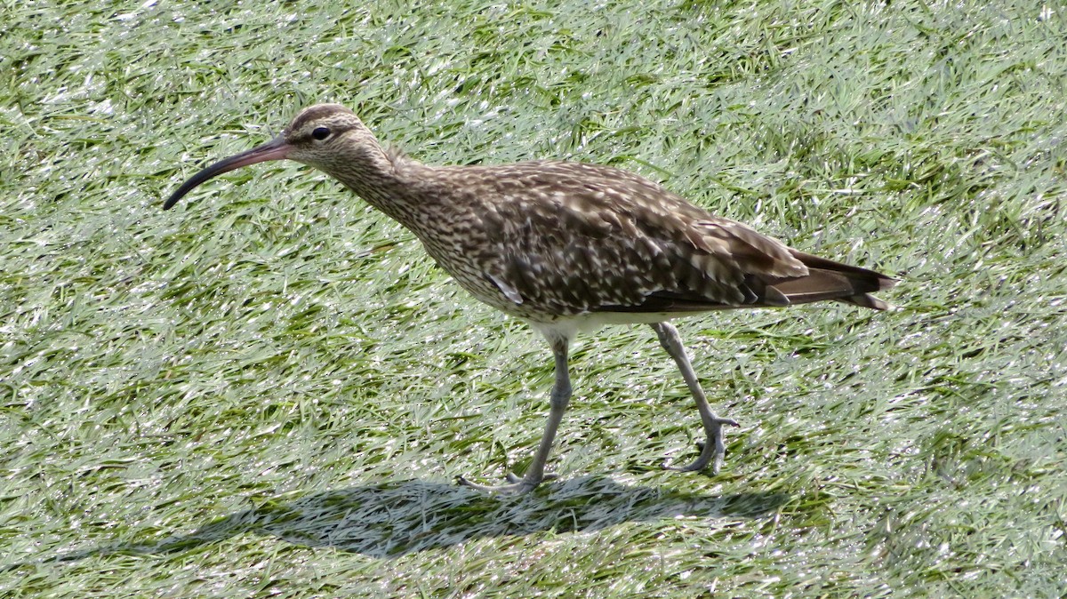 Whimbrel - ML624296558