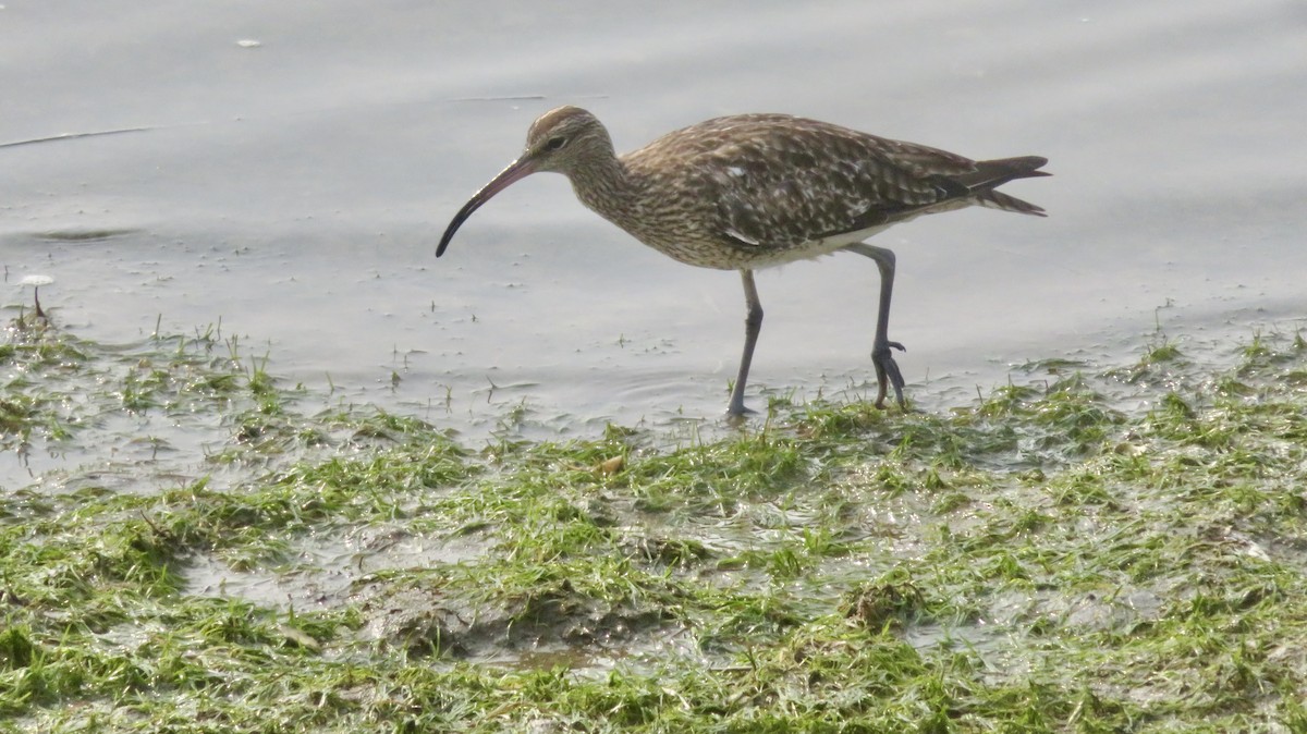 Whimbrel - ML624296594