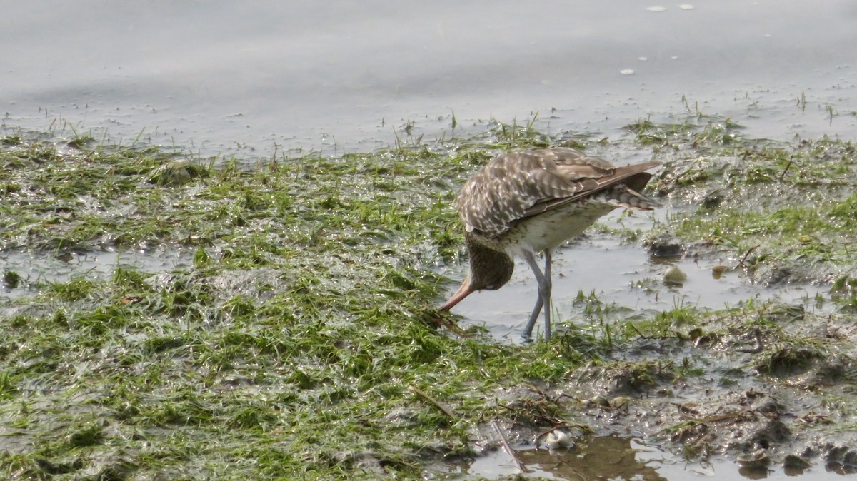Whimbrel - ML624296596