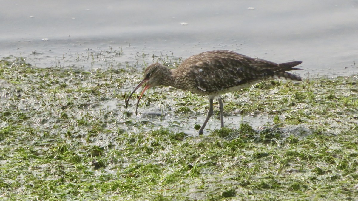 Whimbrel - ML624296597