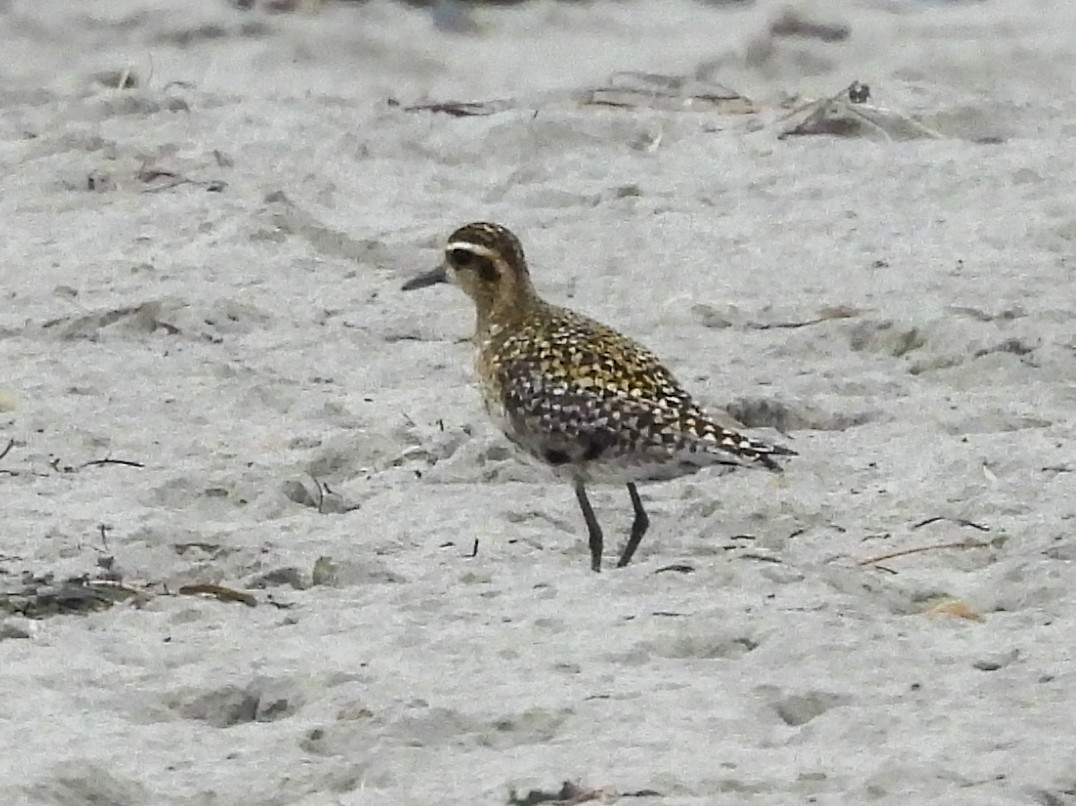 Бурокрылая ржанка - ML624296605