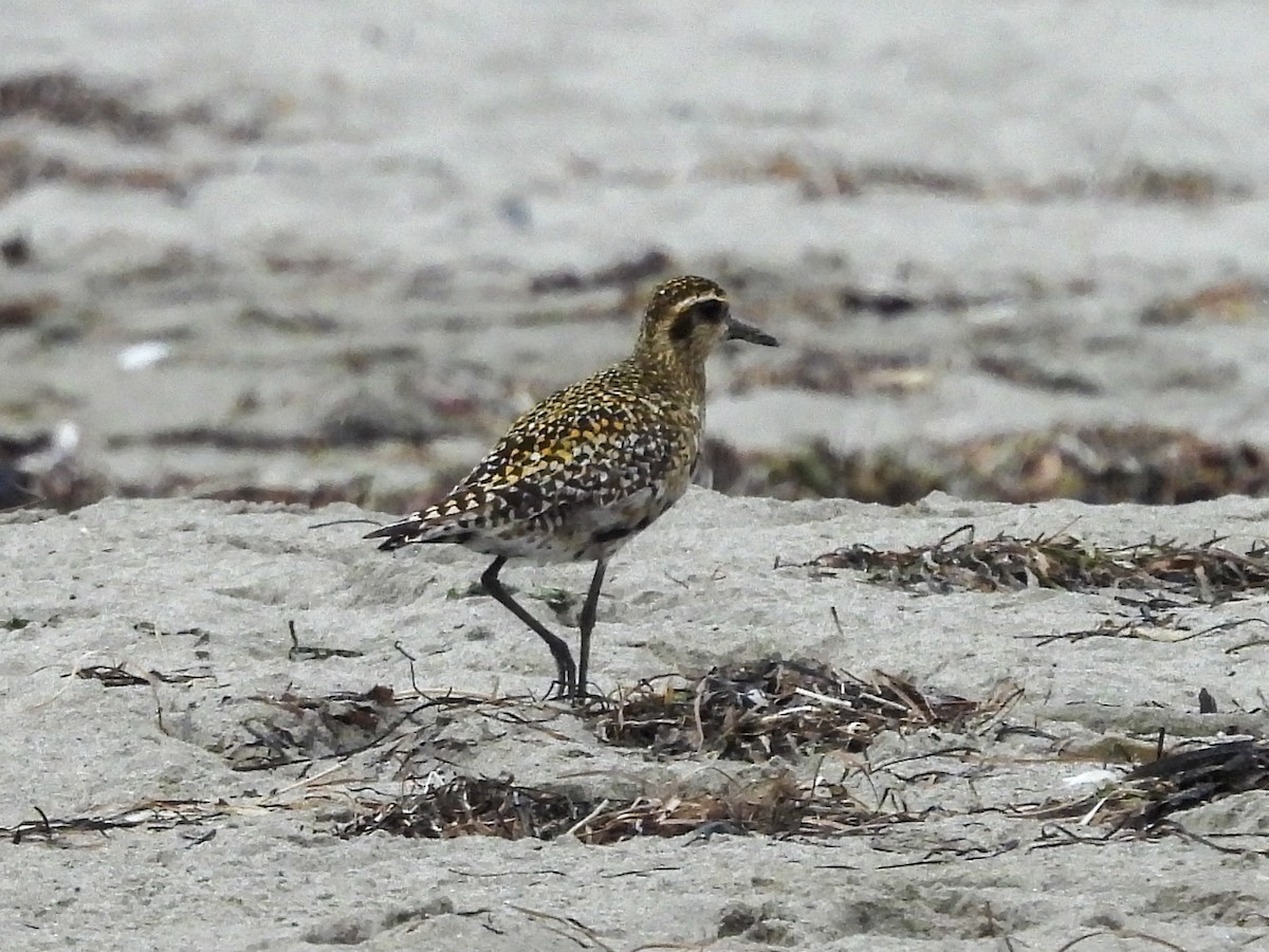 Бурокрылая ржанка - ML624296606