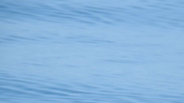 Great Crested Tern - ML624296636