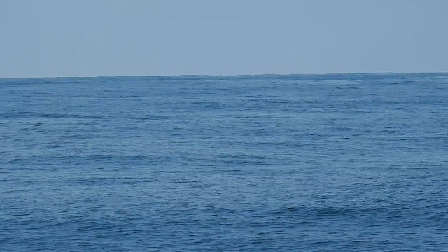 Great Crested Tern - ML624296637
