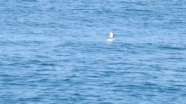 Great Crested Tern - ML624296638