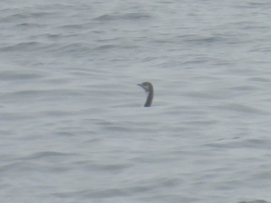 Белошейная гагара - ML624296659