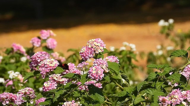 Ruby-topaz Hummingbird - ML624296779