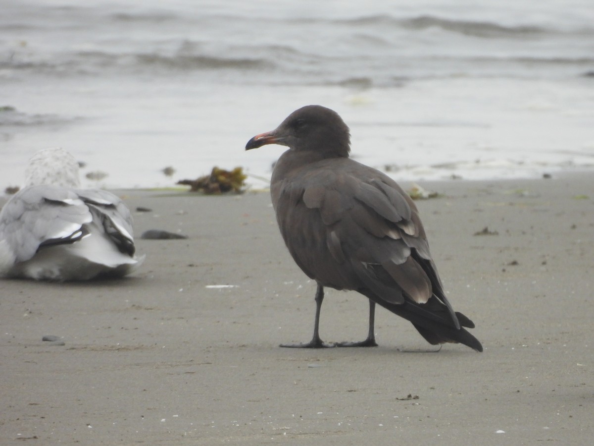 Серобрюхая чайка - ML624296870