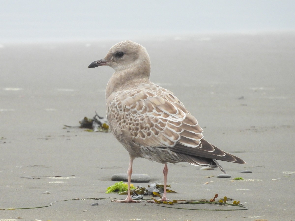 Short-billed Gull - ML624296875