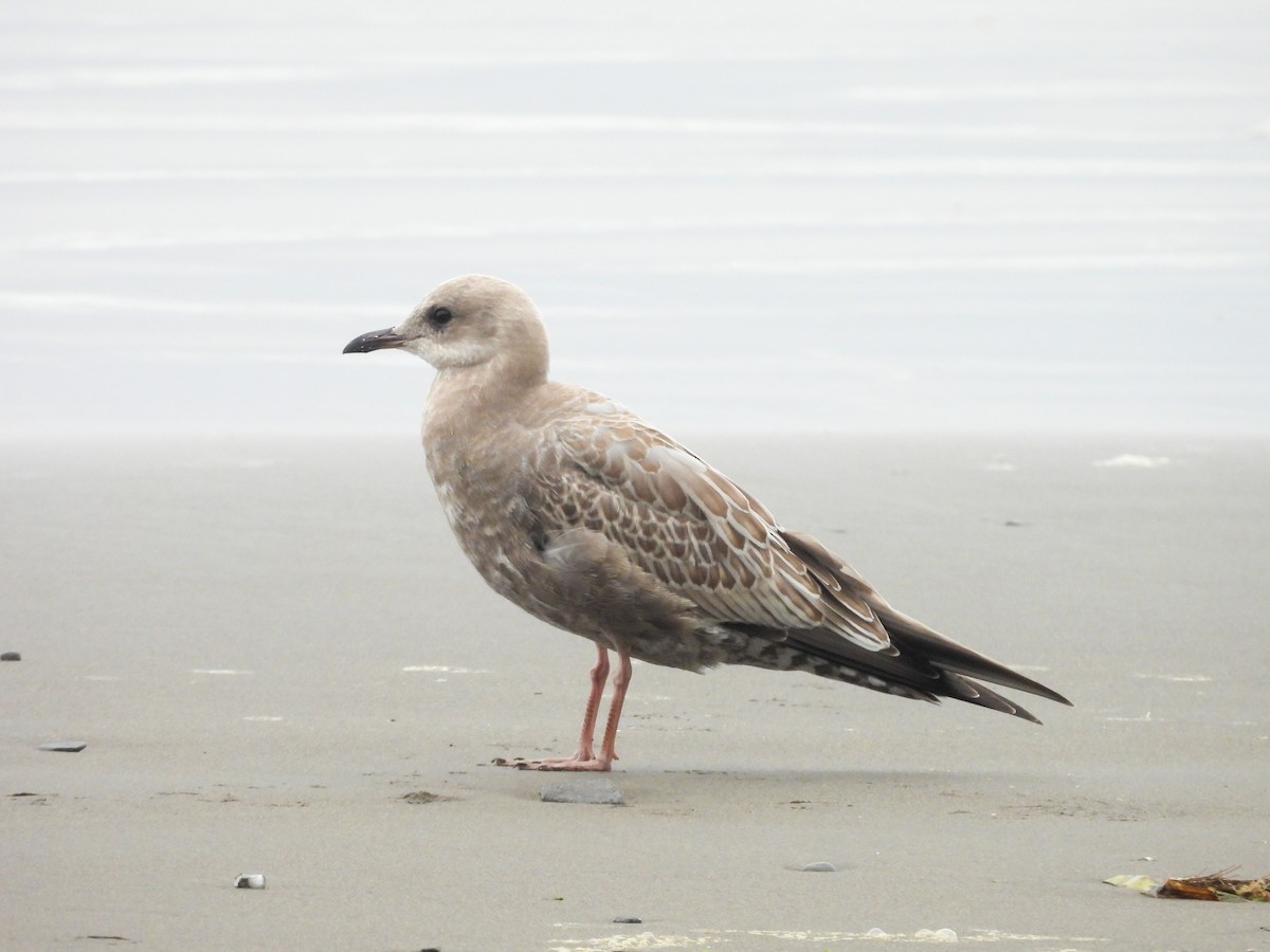 Short-billed Gull - ML624296876
