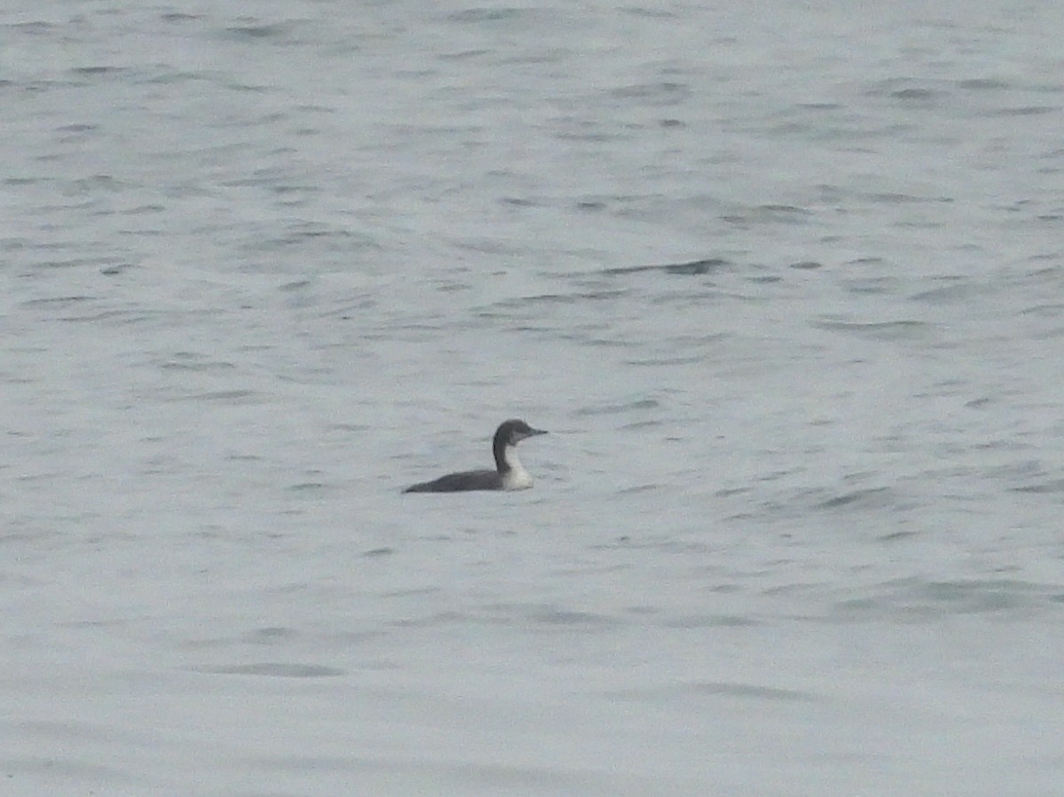 Белошейная гагара - ML624296886