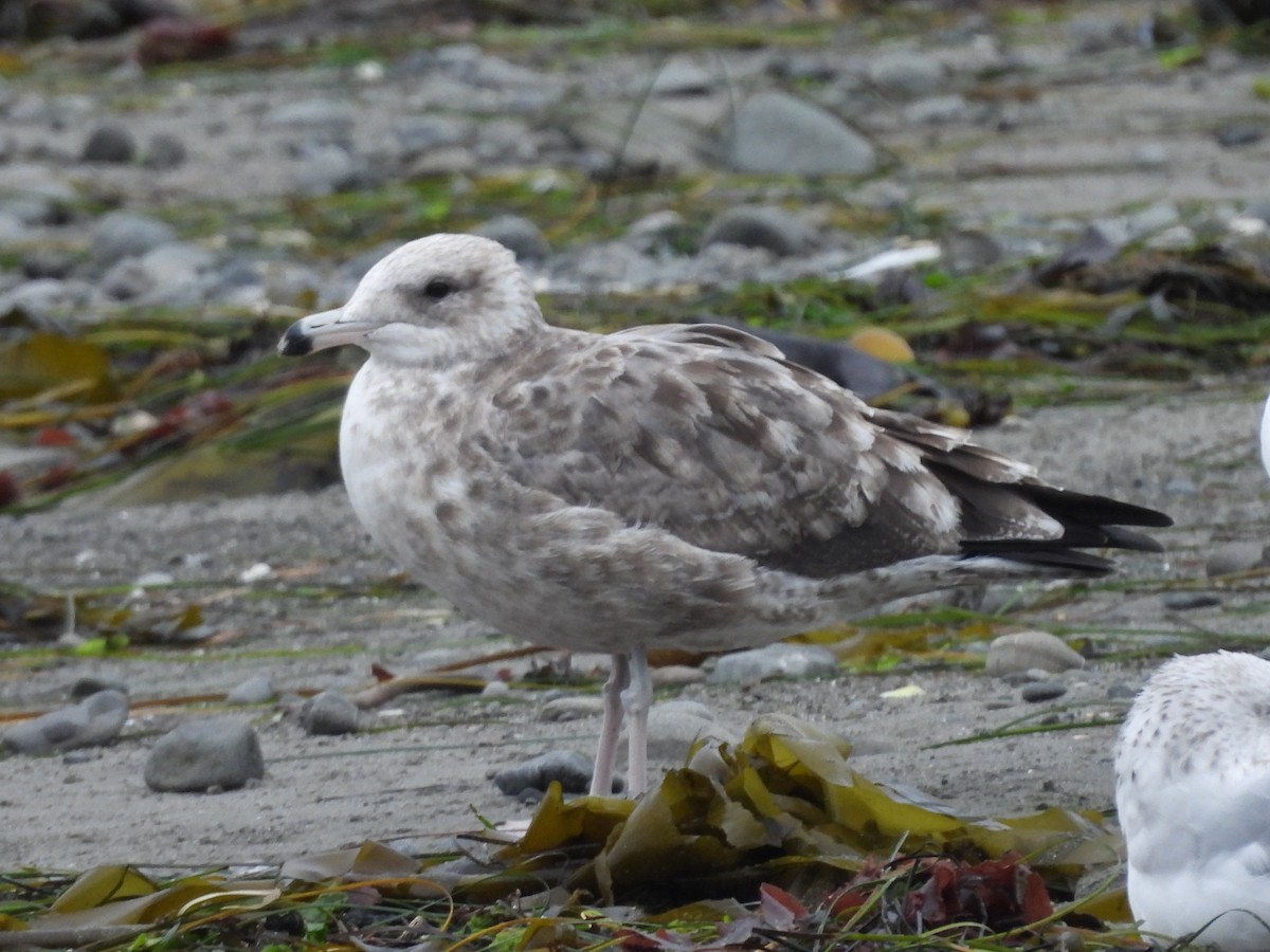 Калифорнийская чайка - ML624296930