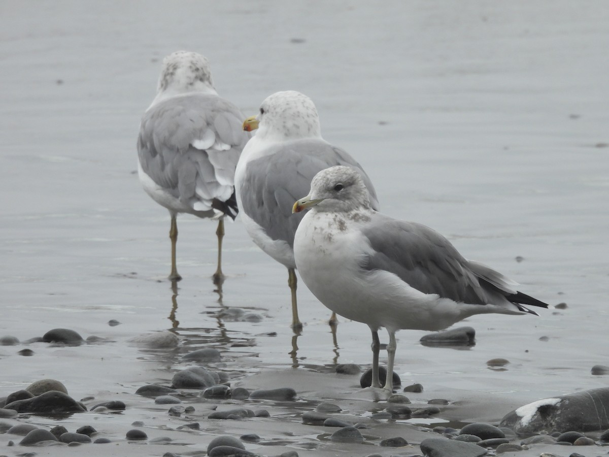 Калифорнийская чайка - ML624296931