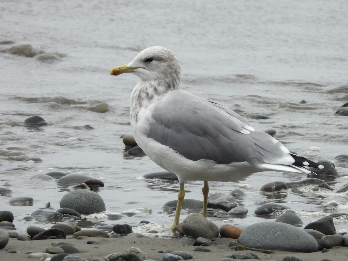 Калифорнийская чайка - ML624296932