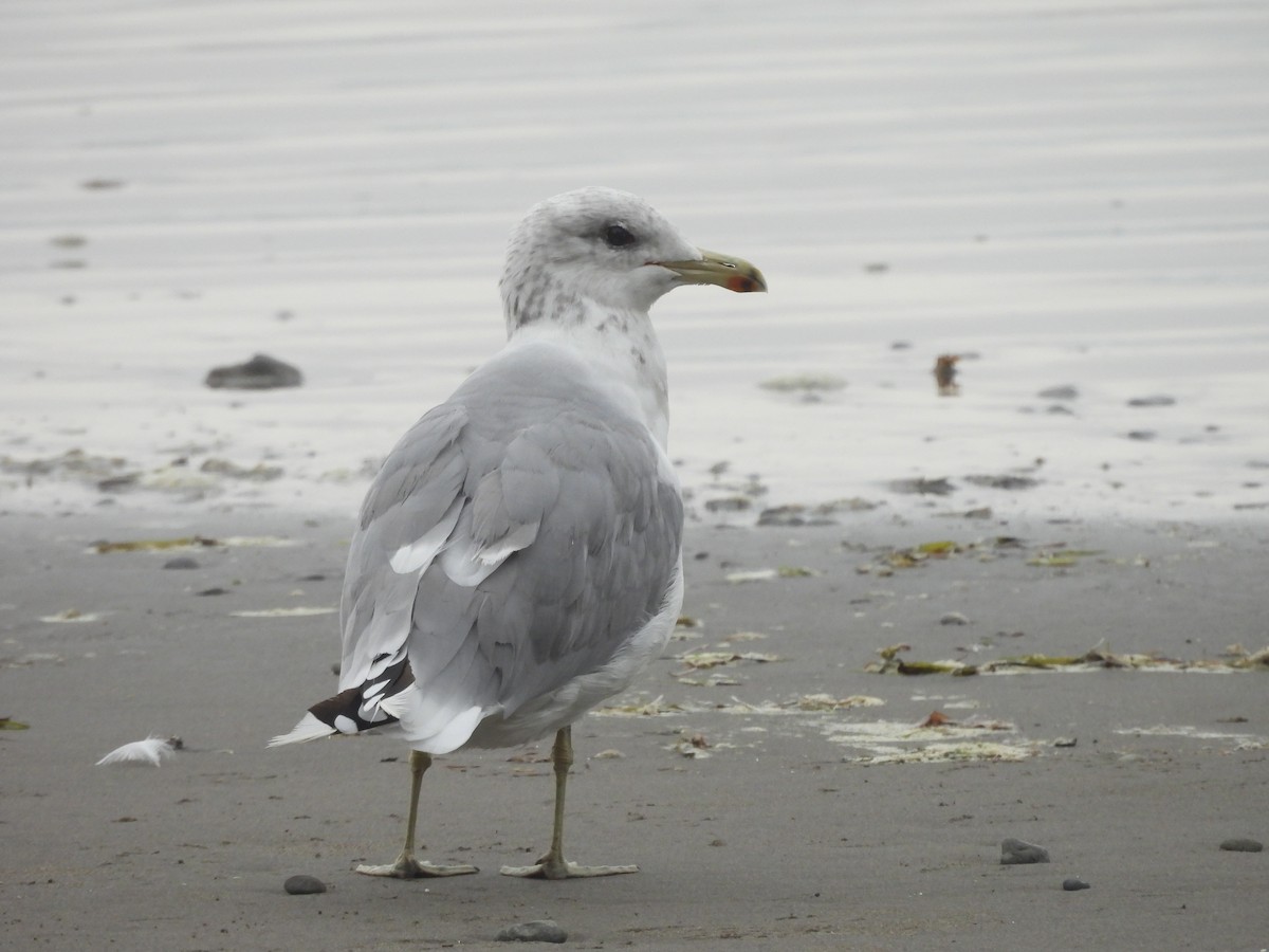 Калифорнийская чайка - ML624296933