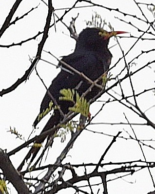 Abyssinian Scimitarbill - ML624296946