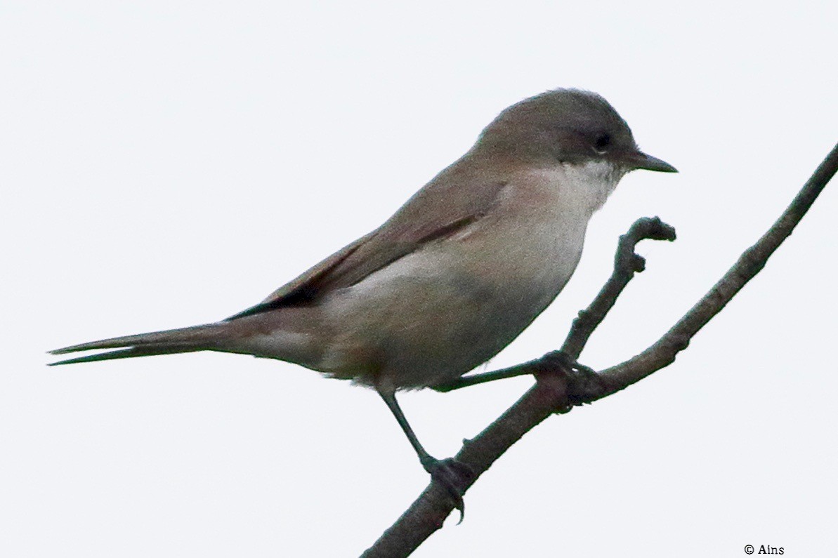 møller - ML624297048