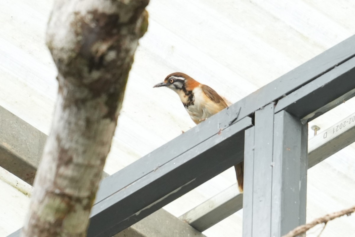 Lesser Necklaced Laughingthrush - ML624297268