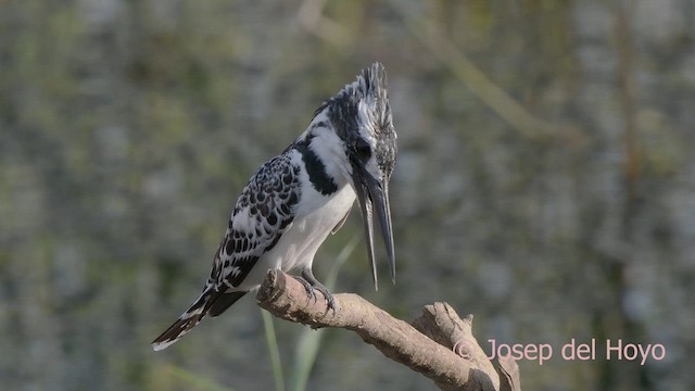 Pied Kingfisher - ML624297294