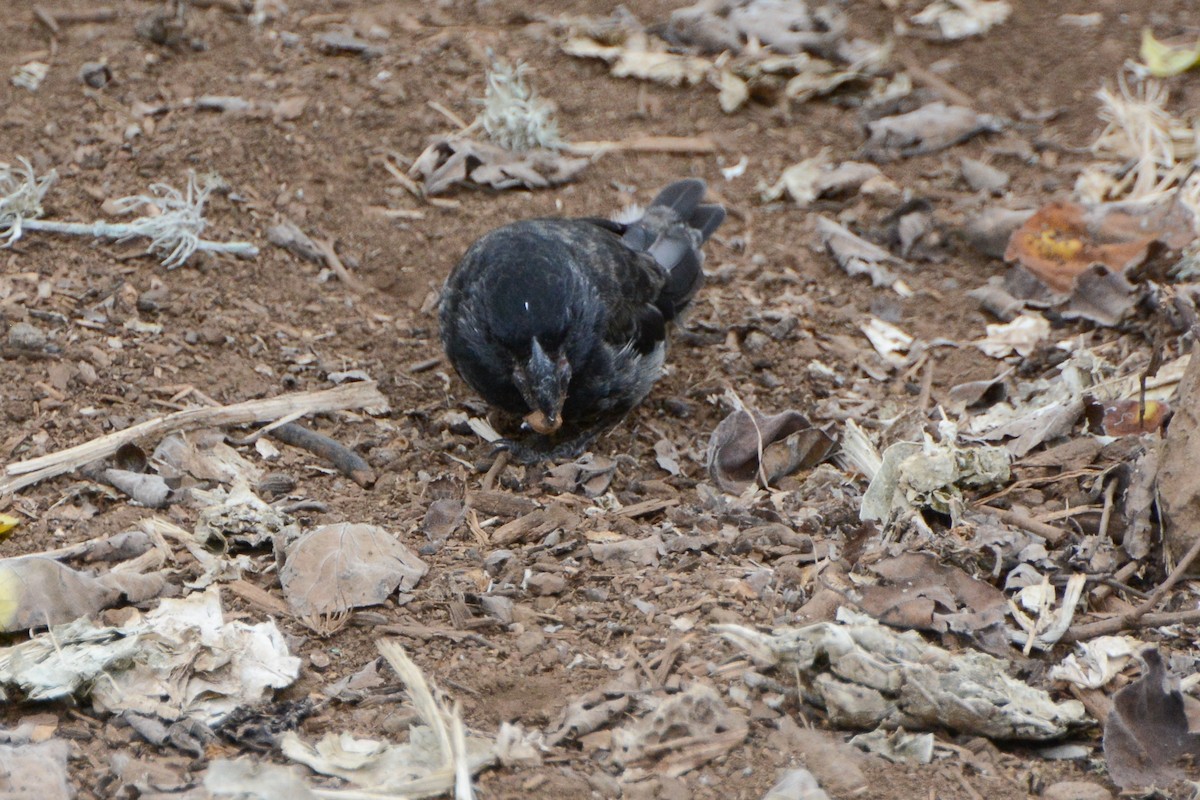 Large Ground-Finch - ML624297332