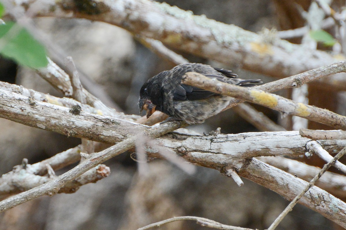 Large Ground-Finch - ML624297333