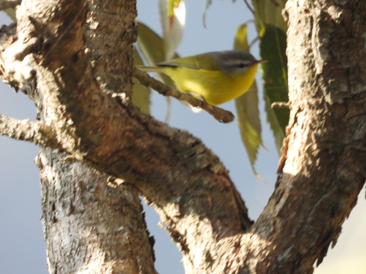 Gray-hooded Warbler - ML624297369