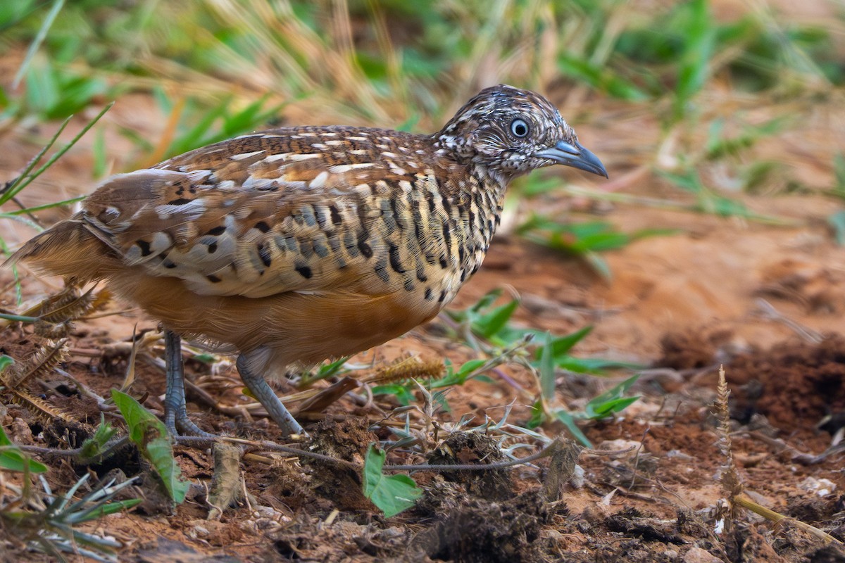 Barred Buttonquail - ML624297408