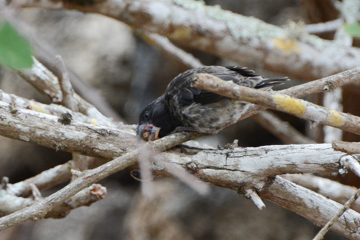 Large Ground-Finch - ML624297427