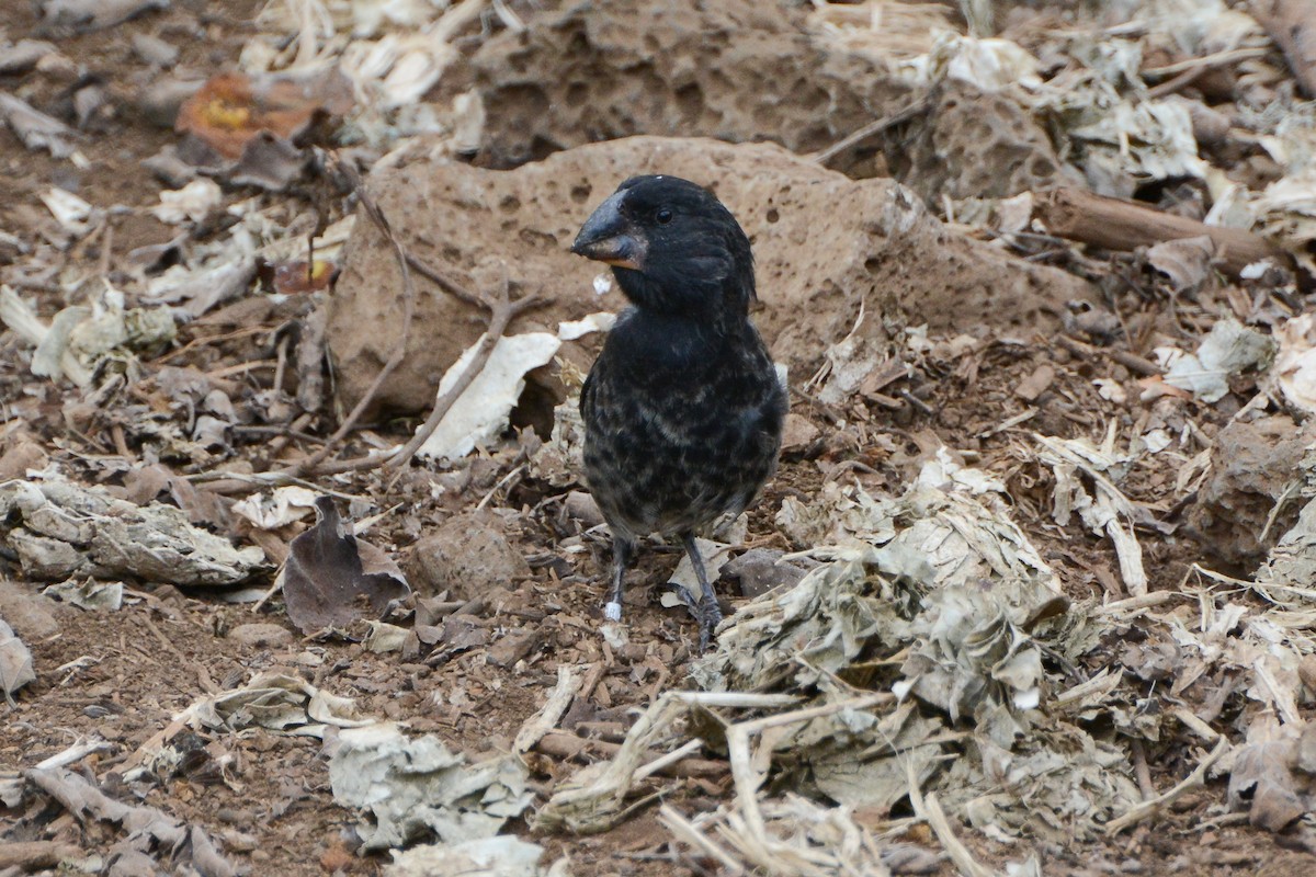 Large Ground-Finch - ML624297428