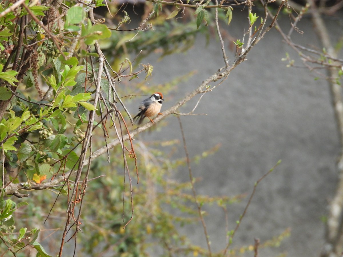 Black-throated Tit - Ameya Chaturvedi