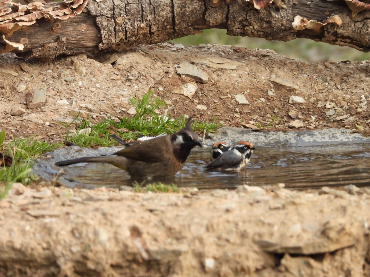 Black-throated Tit - ML624297496