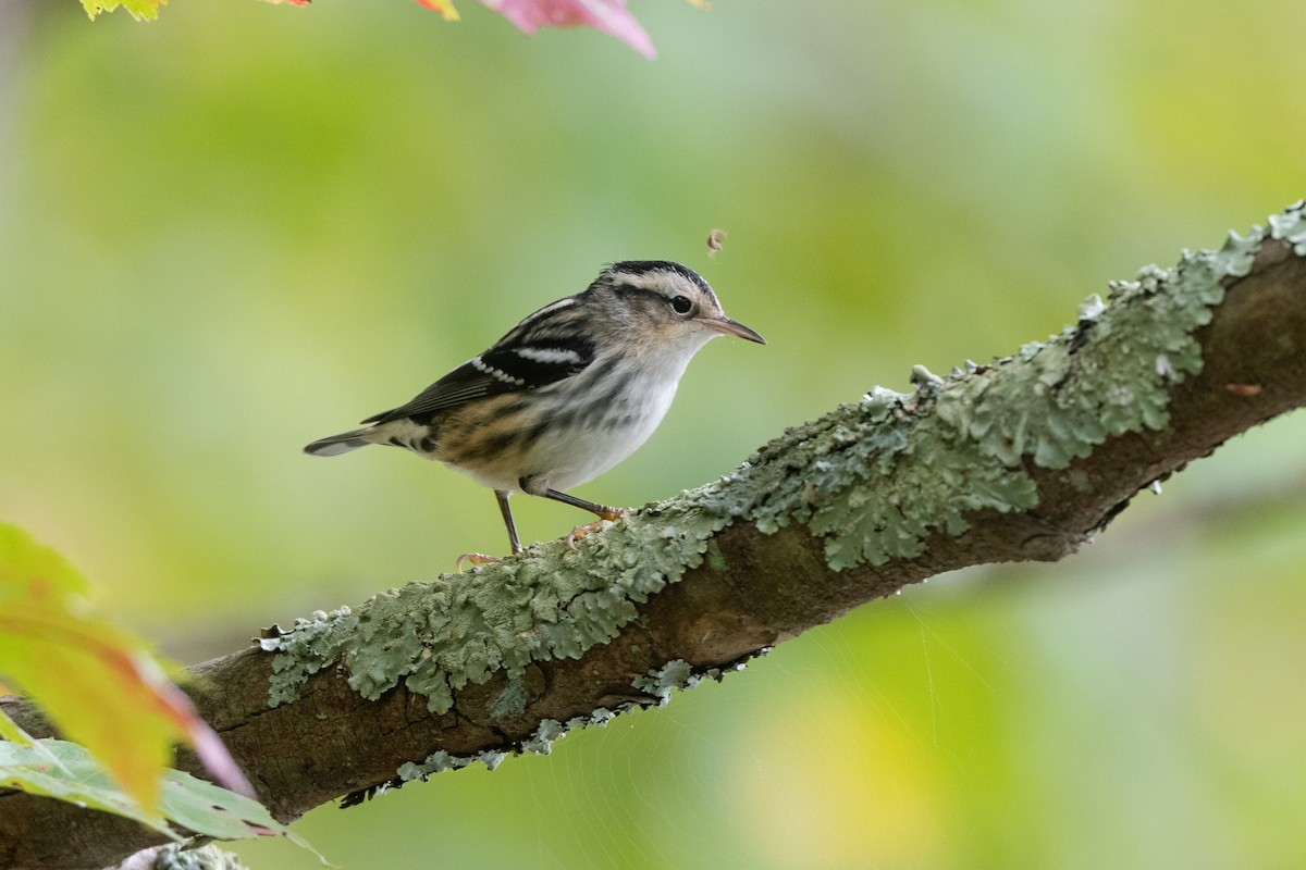 Black-and-white Warbler - ML624297514