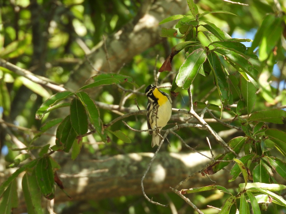 Yellow-throated Warbler - ML624297567