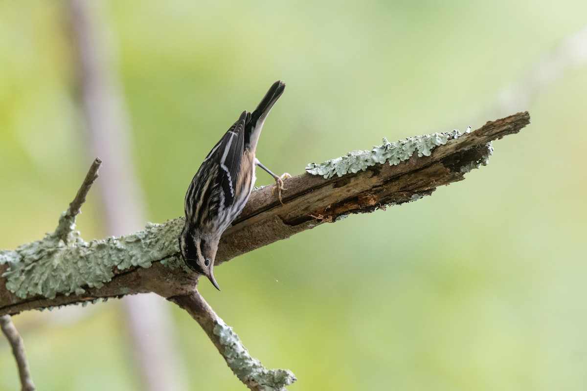 Black-and-white Warbler - ML624297619