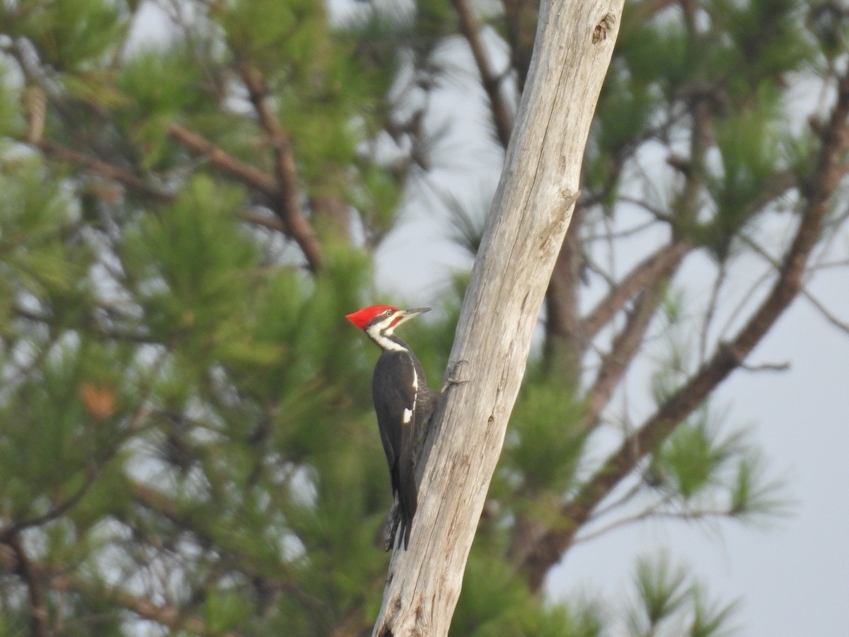 Pileated Woodpecker - ML624297639