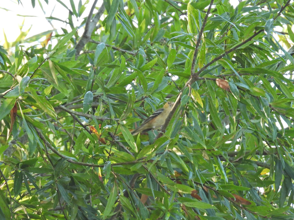 Bay-breasted Warbler - ML624297685