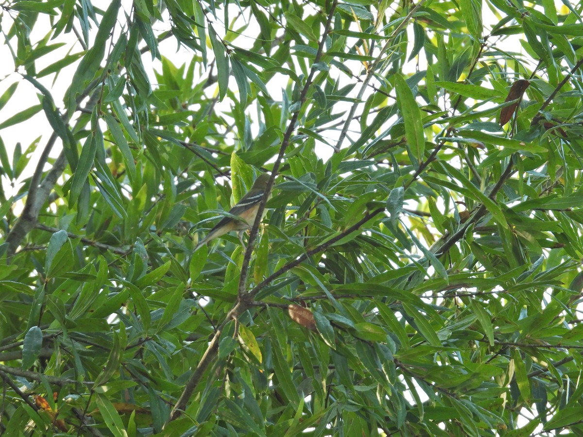 Bay-breasted Warbler - ML624297686
