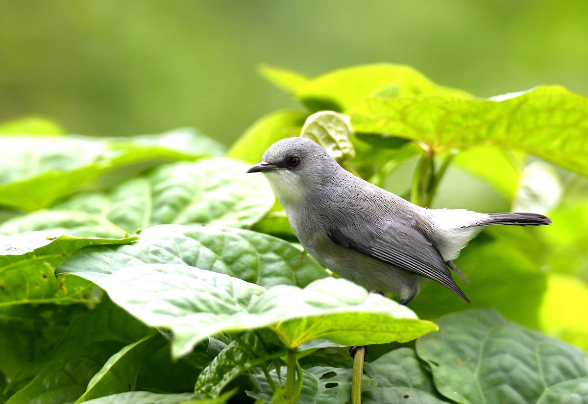 Mauritius Gray White-eye - ML624297716