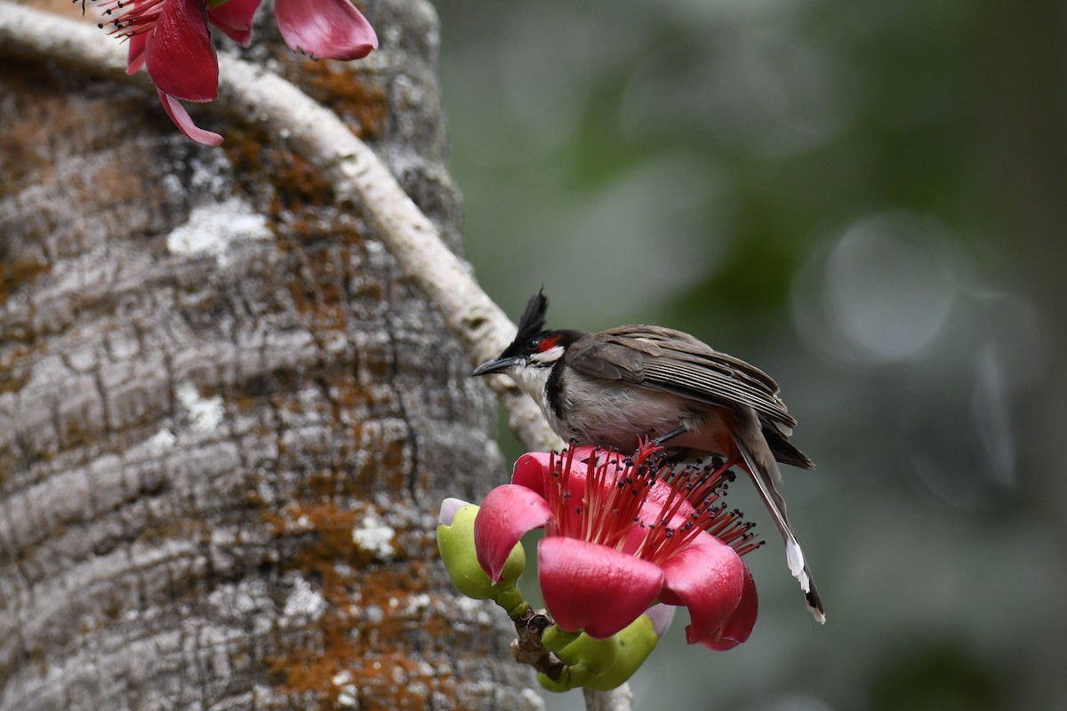 Red-whiskered Bulbul - ML624297728