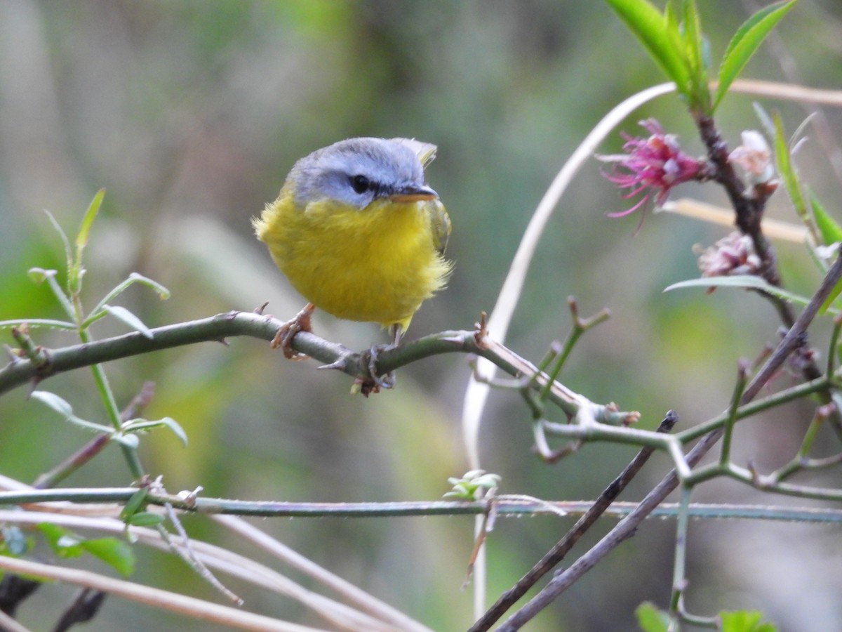 Gray-hooded Warbler - ML624297762