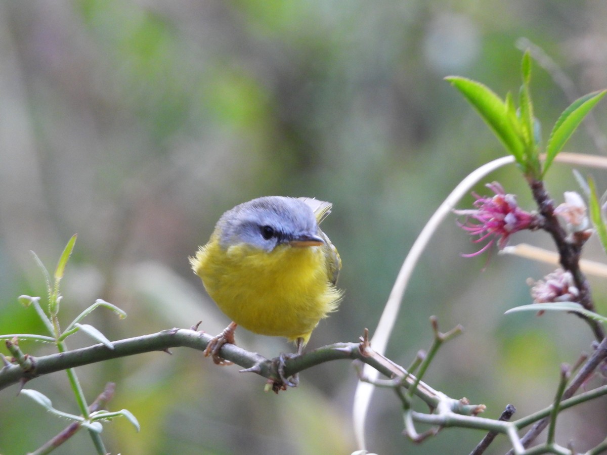 Gray-hooded Warbler - ML624297763