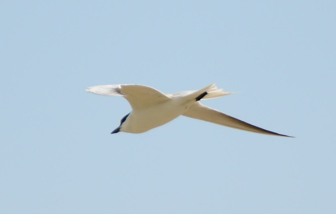 Gull-billed Tern - Manuel Schulz