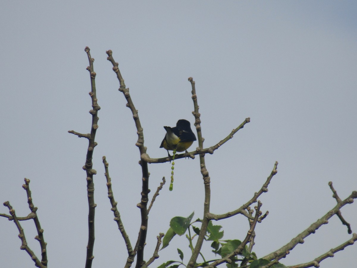 West Mexican Euphonia - ML624297871