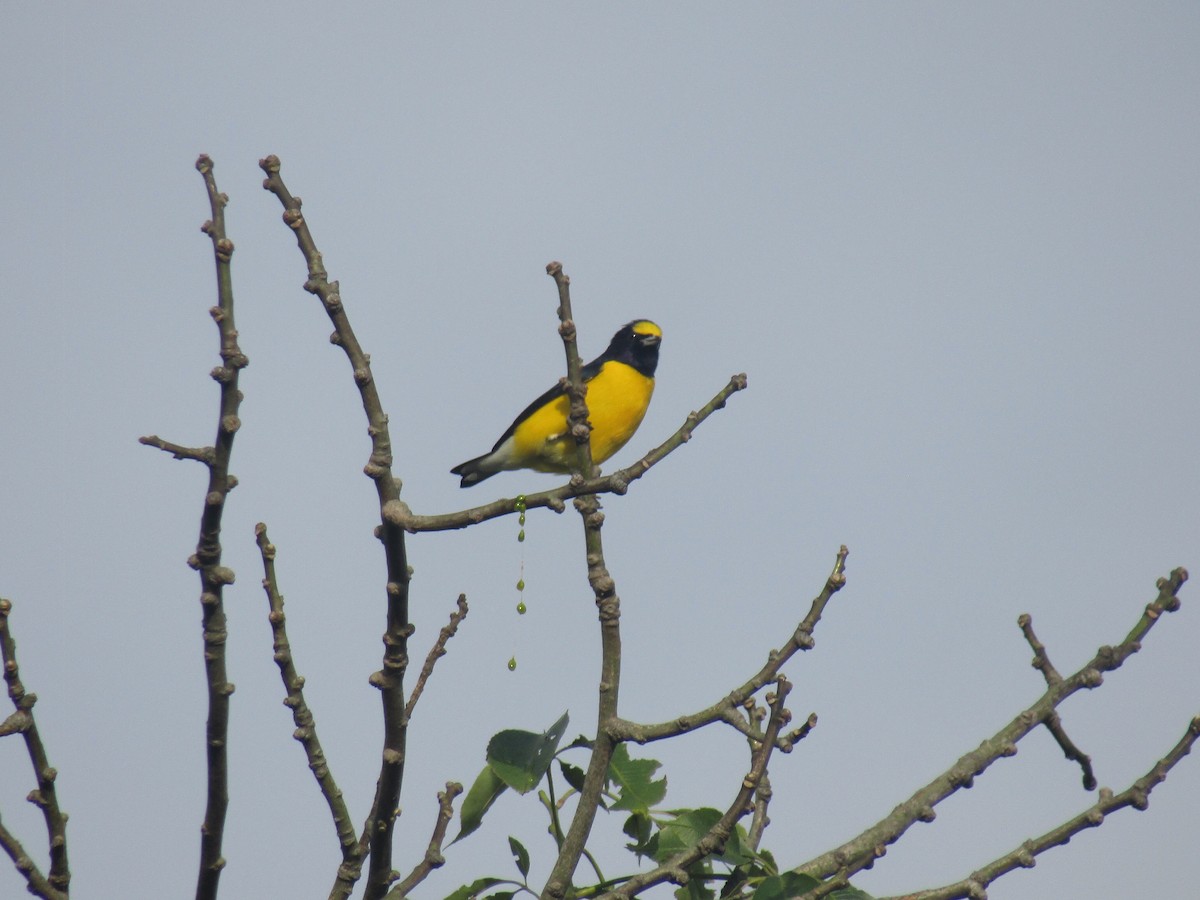 West Mexican Euphonia - ML624297873