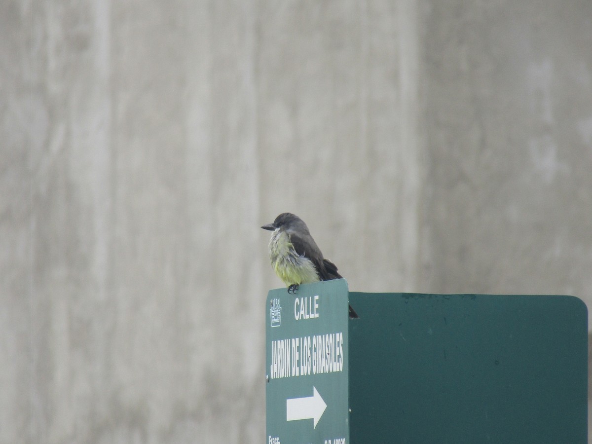 Thick-billed Kingbird - ML624297943