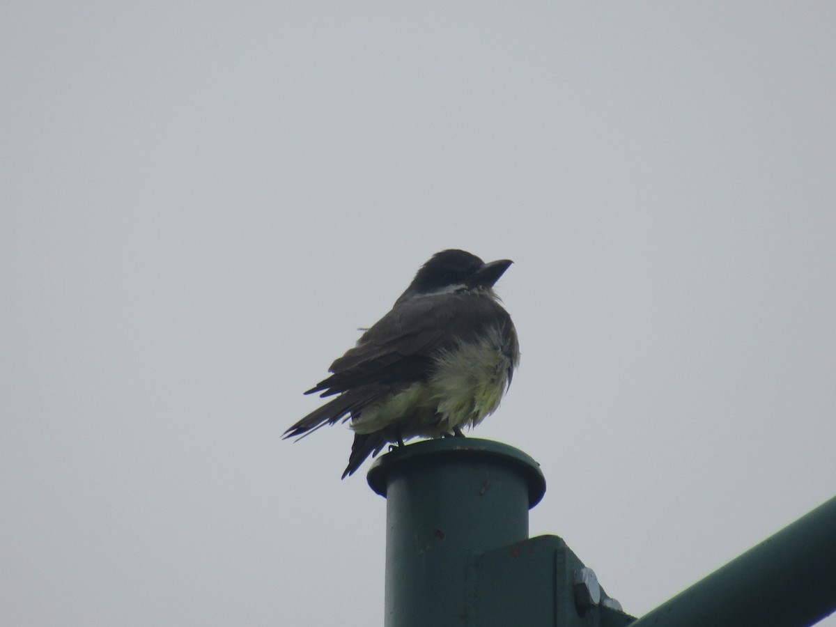 Thick-billed Kingbird - ML624297944