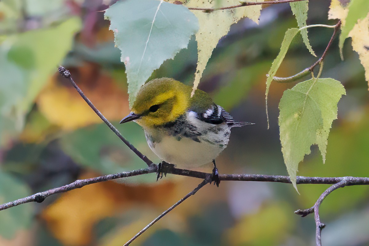 Black-throated Green Warbler - ML624298080
