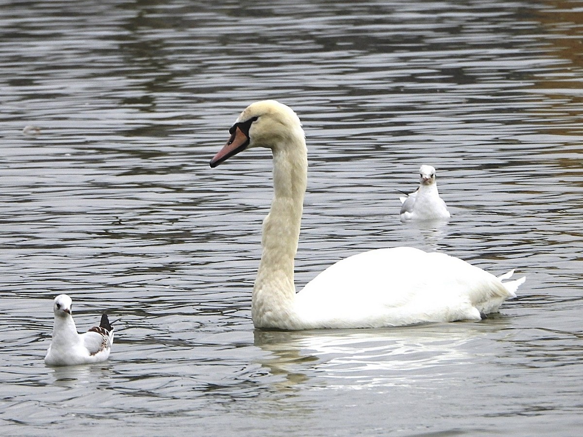 Mute Swan - ML624298247