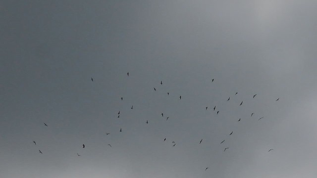 Whiskered Tern - ML624298269