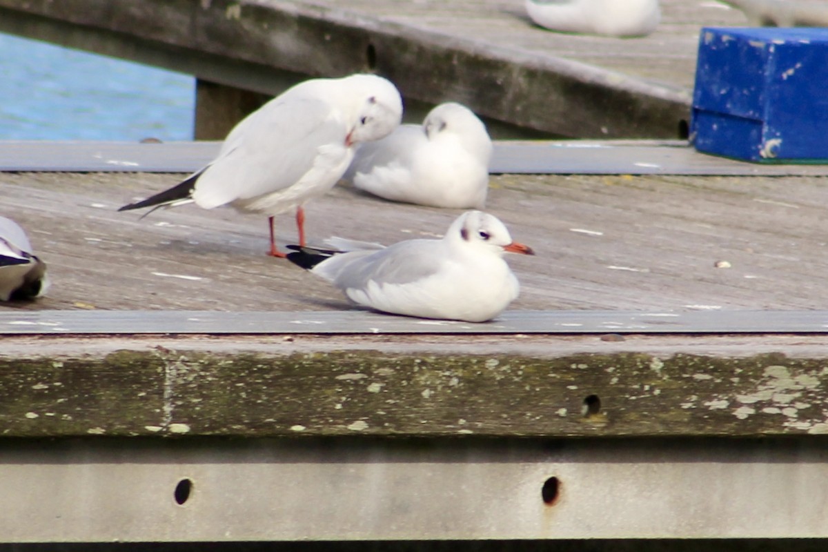 Black-headed Gull - ML624298276